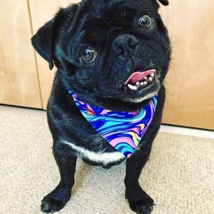 Slip over the collar paint plain. This dog scarf bandana is  fun and colorful